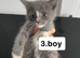 Kittens for sale