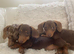 Dachshund puppies ready now