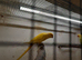 Indian ringnecks for sale