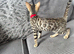 Stunning full pedigree registered bengal kitten