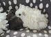3 boar pairs available, 1 ready now