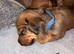 1 gorgeous dachshund puppy left