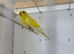 Elegant grass parakeets