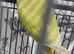 Beautiful baby ringneck talking parrot