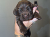 6 Sprocker spaniel pups