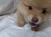 Pure breed small size Pomeranian puppies