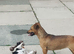 12 Month old Miniature Dachshund x Jack Russell