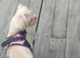 Female shihtzu