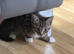 ️ 4 kittens for sale ️