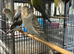 Black face split budgies