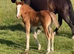 Lovely natured evenly marked colt