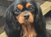 Ready now Health tested cavalier puppies