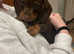 Miniature Dachshund