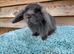 Pure mini lops