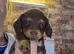 **7 dashounds**