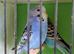 Large standard blues budgies