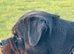 **Beautiful Female Rottweiler – 3 Years Old**