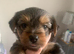 4, Yorkshire terrier male puppies