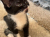 2 female kittens available