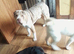 6th generation merel sharpei