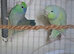 1 year old pair