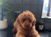 Gorgeous red minature poodle boy