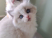 Beautiful TICA Registered