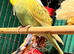 Young Budgies 8 to 10 Weeks PLEASE READ AD