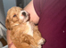 Cockapoo puppy’s