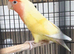 Pair of lovebirds