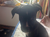 Staffie cross Frenchie