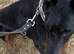 Beautiful Doberman female -8months