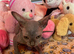 Beautiful Sphynx Kittens - Ready 5th October