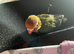 Beautiful hand reared female baby lovebird