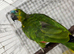 Amazon blue fronted parrot
