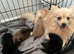 Beautiful Pomeranian pups