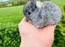 ***Quality*** Netherland Dwarf Bunnies