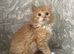 Ginger/White Long Haired Mainecoon Cross