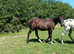 Quarter horse x gelding