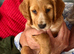 Cocker spaniel for sale