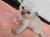 RAGDOLLS KITTENS /Reservation Open.