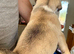 British bulldog cross puppies
