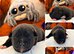 STAFFVALOR | KC REGISTERED STAFFORDSHIRE BULL TERRIER PUPPIES