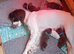 5 Sprocker puppies
