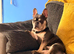 Male French bulldog for sale