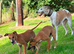 Whippet x Italian Greyhound Male puppies
