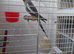 Bird and cage.
