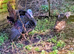Wild American Turkey trio