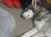 X . Husky