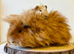 A selection of pigs looking for new homes